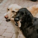 Canophera Wood Natural Dog Chew Stick - Image 3