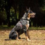 Crosscheck™ Dog Harness - EzyDog - Image 2