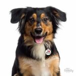 MyFamily Pet ID Tags & Charms - Custom & FREE Engraving