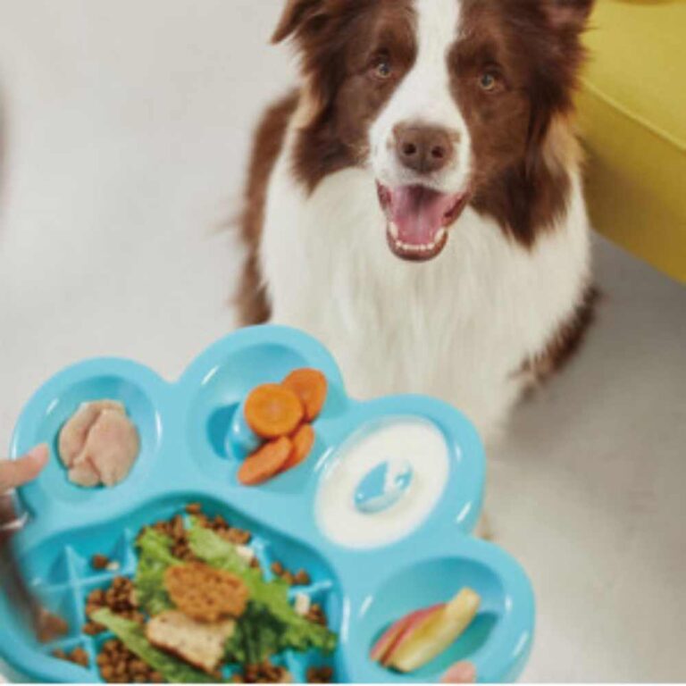 PAW Slow Feeder (PetDreamHouse) The Hungry Pooch Lasalle