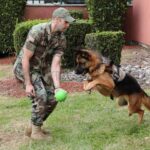 The Barrett Ball - Virtually Indestructible Rubber Ball Toy - Image 2