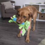 goDog Checkers Skinny Dragons Dog Toy - Image 2